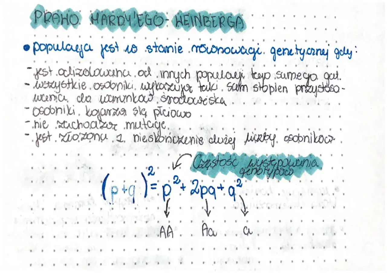 Prawo Hardy'ego-Weinberga: populacja w stanie równowagi genetycznej. Wzór (p+q)²=p²+2pq+q² opisuje częstość genotypów.
